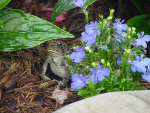 My Favorite Toad Pic