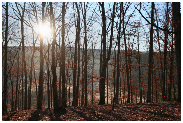 Sunrise in the Woods