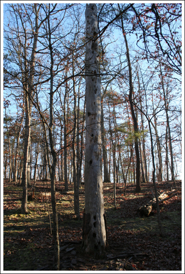 The Woodpecker Tree