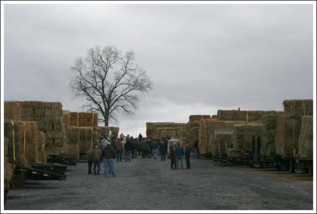 Hay Auction