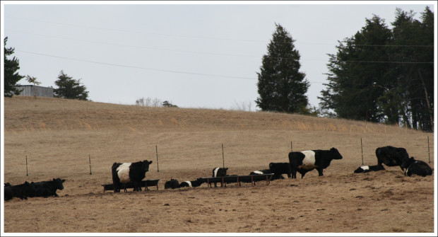 Eric had never seen Oreo cows before.