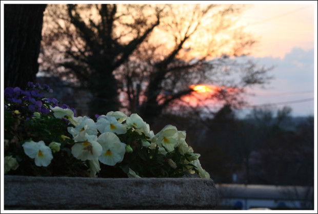 Pansies