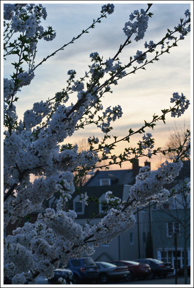 Flowering Tree