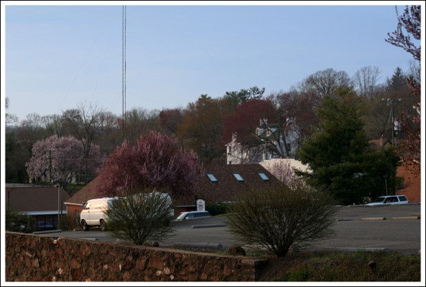 Flowering Trees