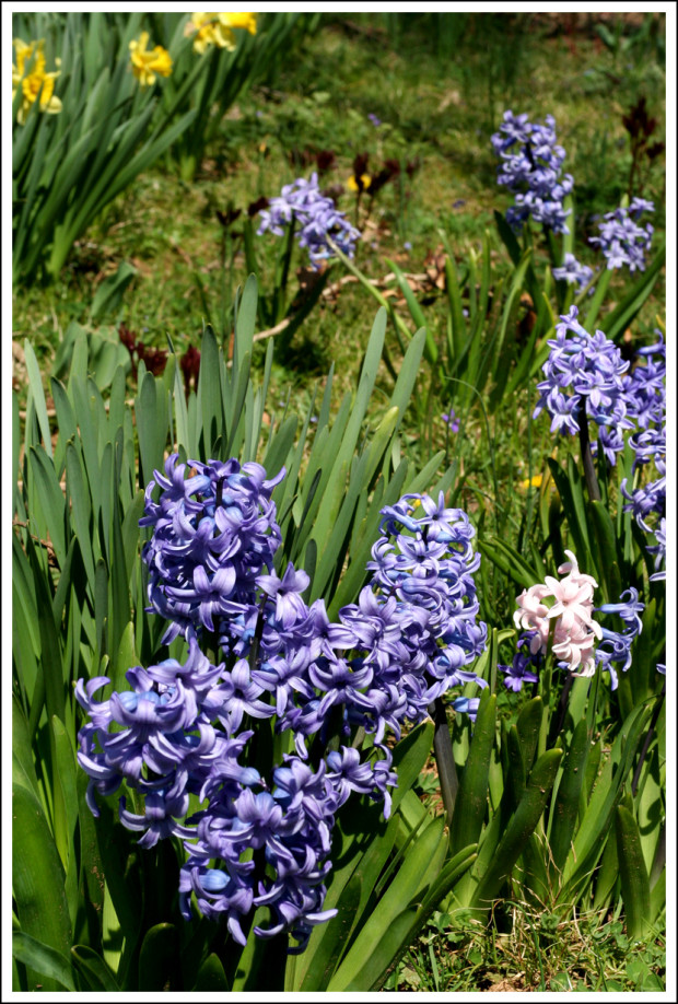 Hyacinths