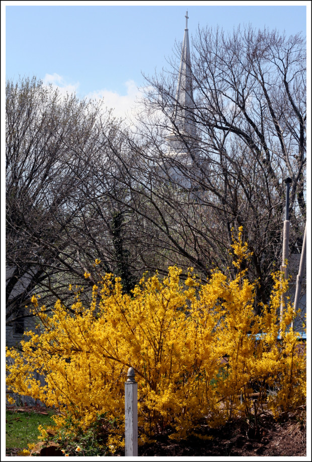 Forsythia