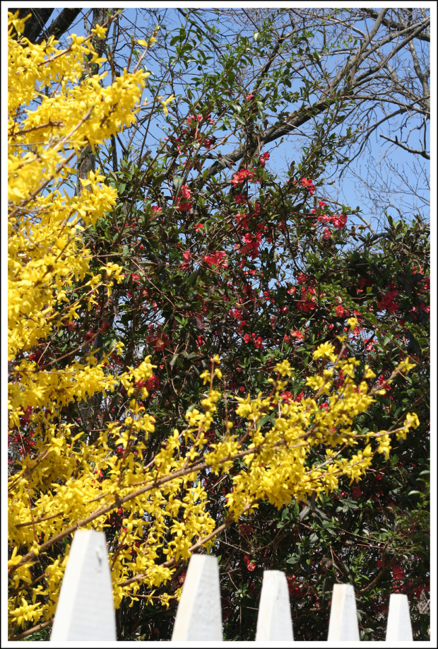 Forsythia and a Red Bush