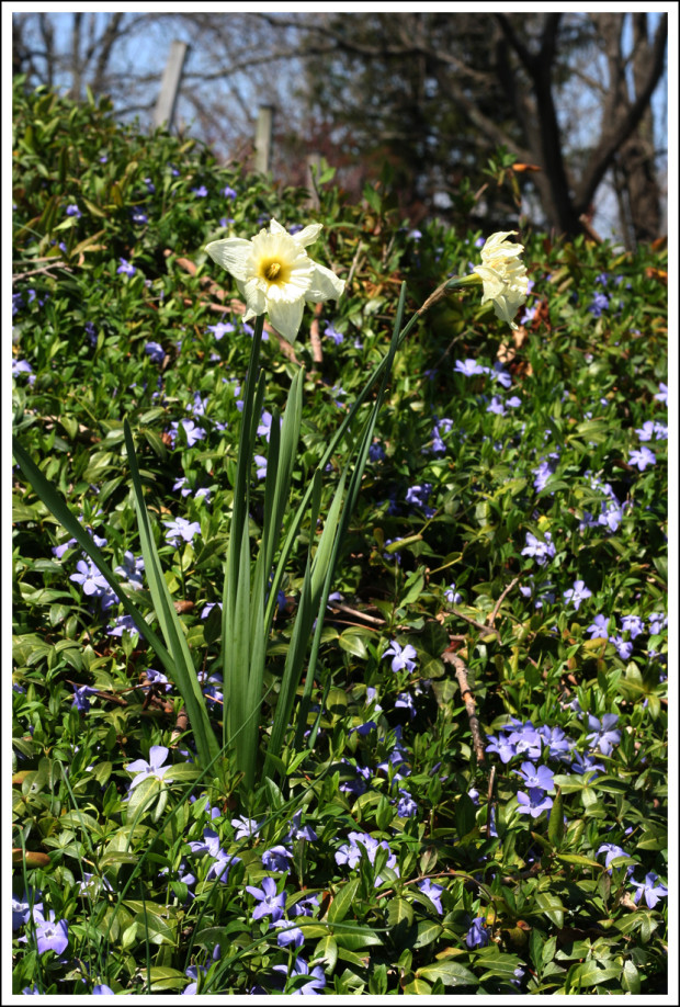 Daffodil and Blue Stuff