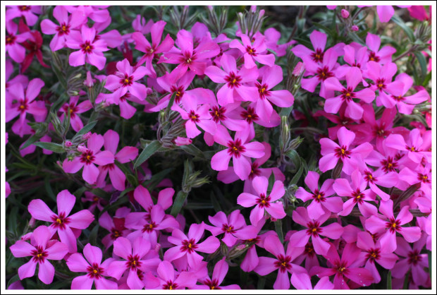 Creeping Phlox