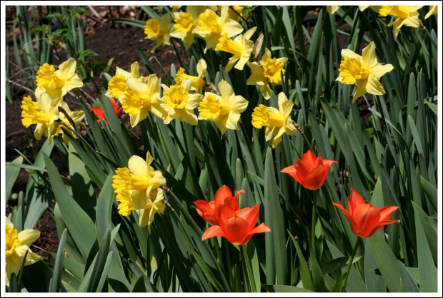 Spring Blooms