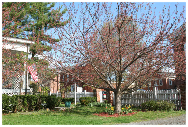 Neighbor's Flowering Tree