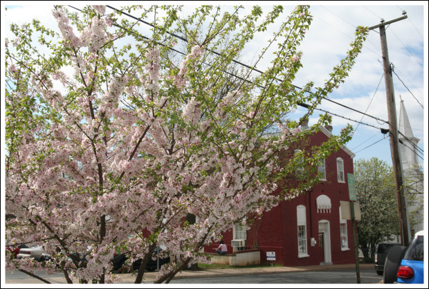 Pretty Tree + Favorite Red Building = Photo Op