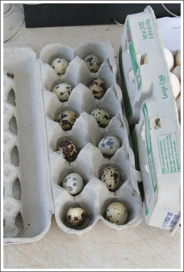 Quail Eggs