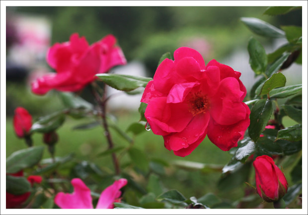 Hot Pink Roses