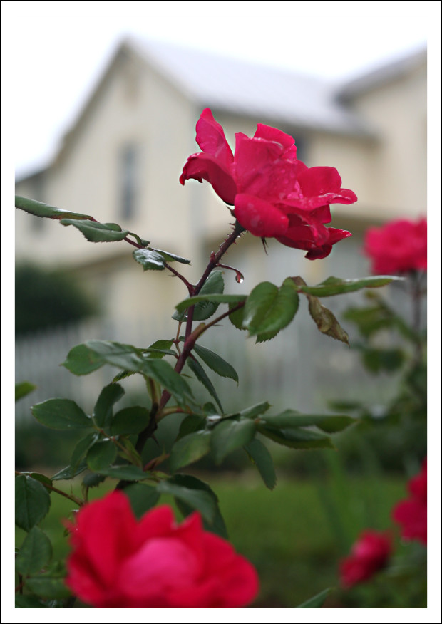 Hot Pink Rose