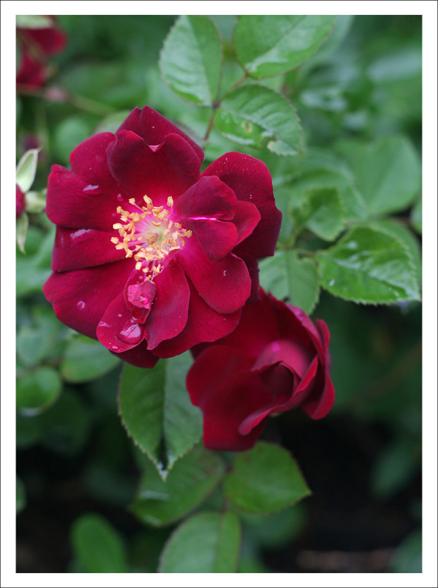 Blood-red Rose