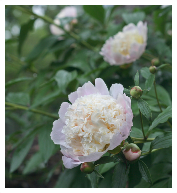 PIC_peony