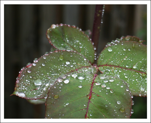 Rose Leaves