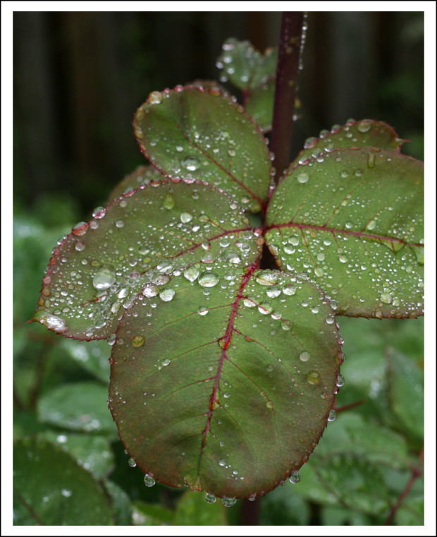 Rose Leaves