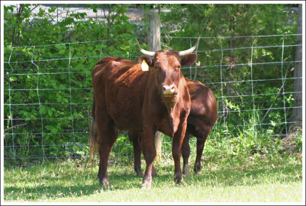 Charlie's Mom is behind the bull.