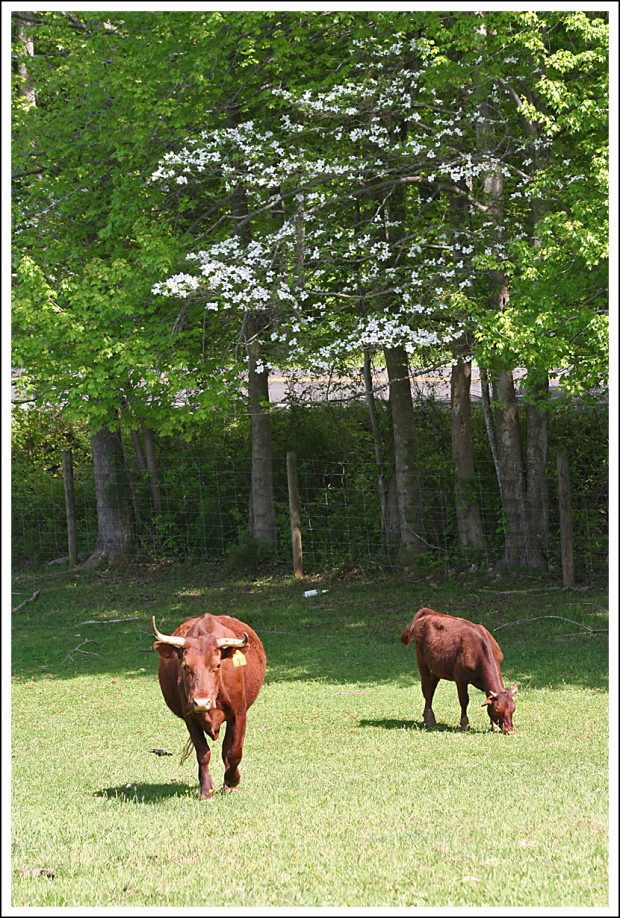 American Milking Devon cattle.