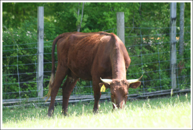 A curious American Milking Devon cow.