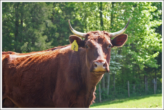 American Milking Devon cow.