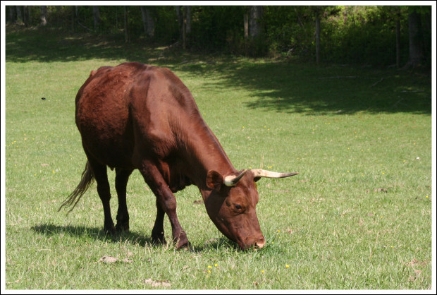 Another cow approaches.