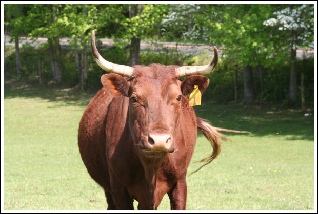 How now, brownish-red cow?