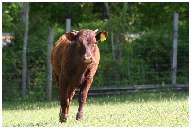 A heifer.