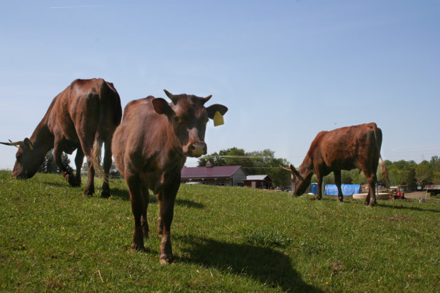 Cows watching us move away.