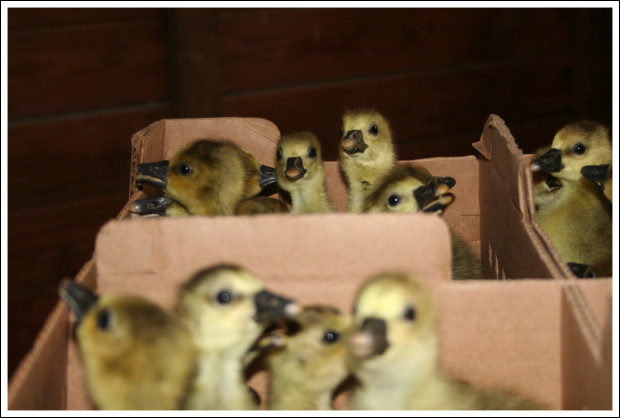 Baby Geese