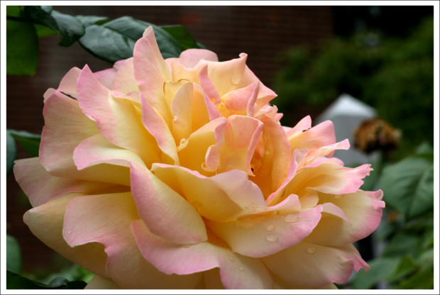 Blushing Rose in Full Bloom