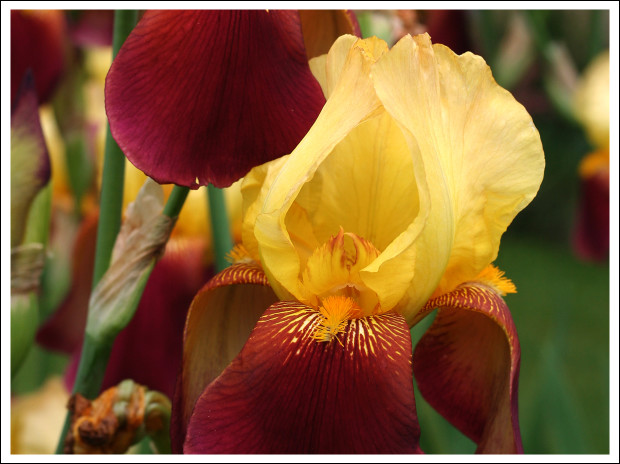 Iris at the John Marshall Building