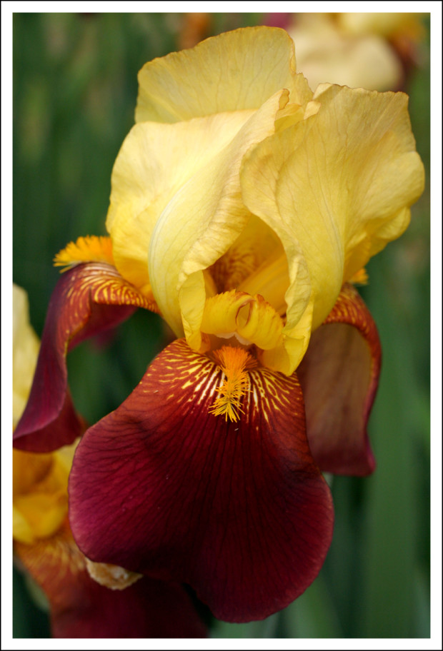 Iris at the John Marshall Building