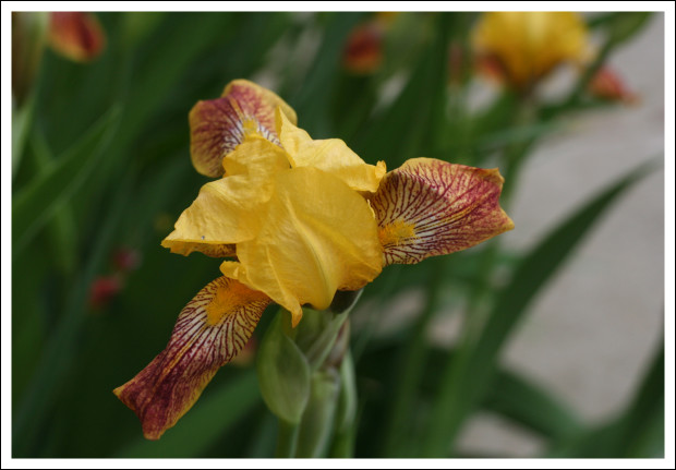 Daffodil-sized Iris