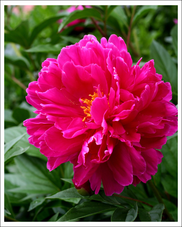 Jail Museum Peony