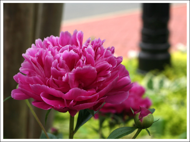 Jail Museum Peony