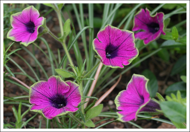 blog_24May2013_petunia-torenia_1