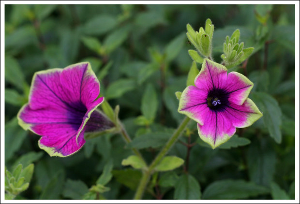 Green Tipped Petunias or Torenias