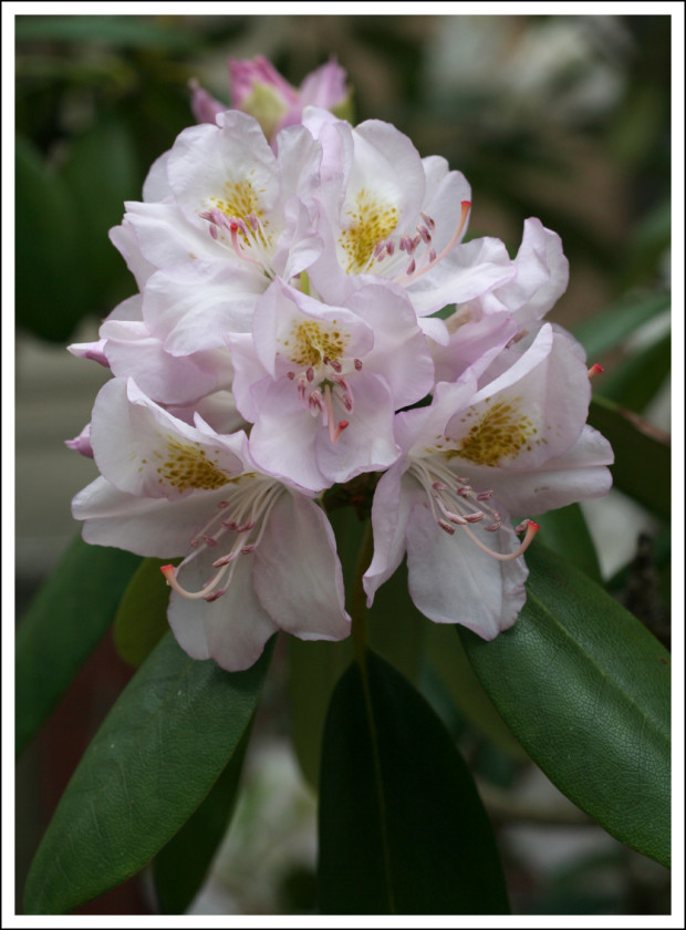 Rhododendron