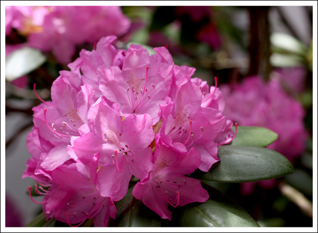 Rhododendron