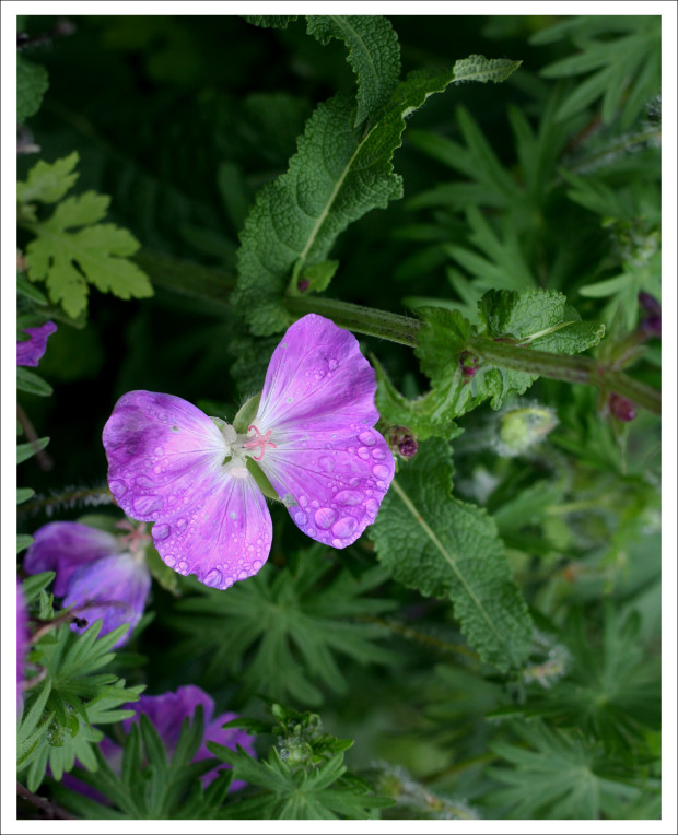 Butterflower