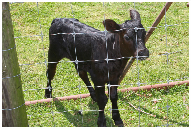 Charlie followed us to the gate, hoping for more milk.