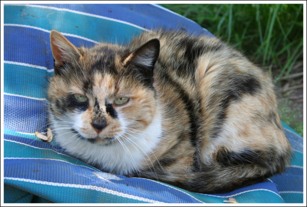 Farm Cat