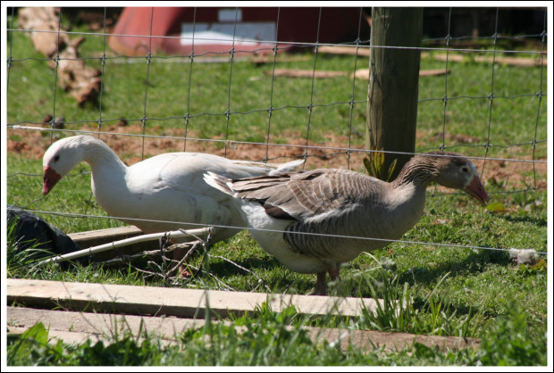 Cotton Patch Geese