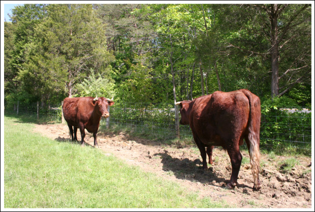 Milking Short Horns, Chip and Dale.