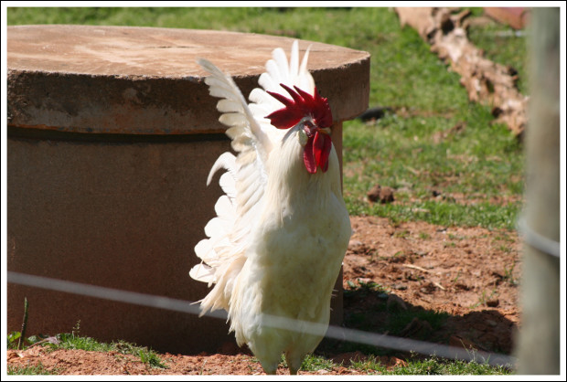 Adopted, free-ranging rooster.