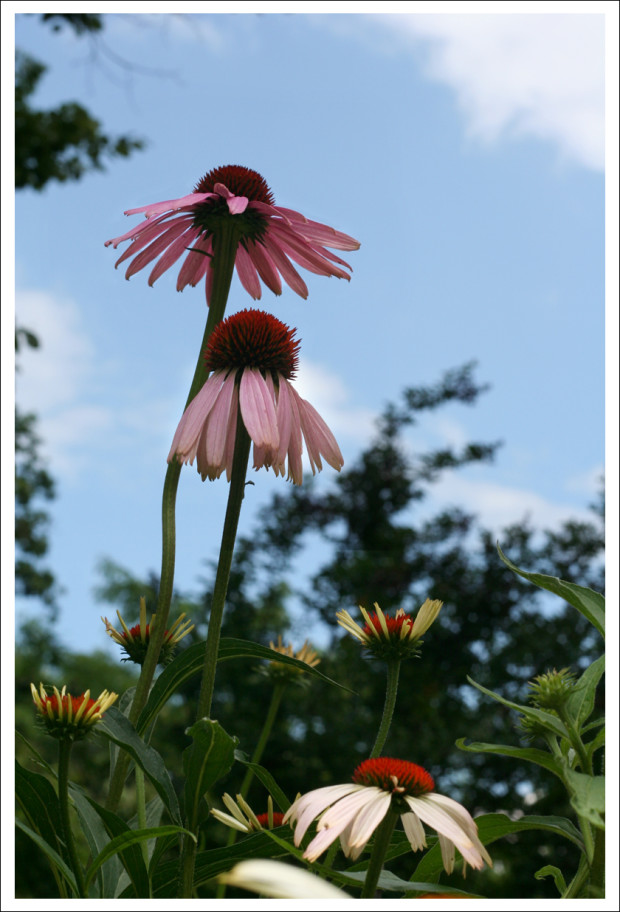 Coneflowers