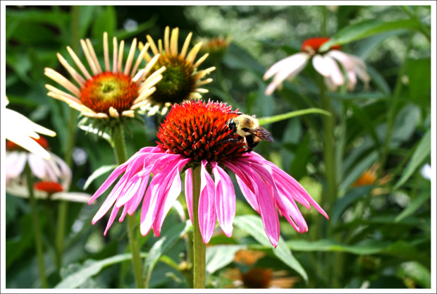 Coneflowers